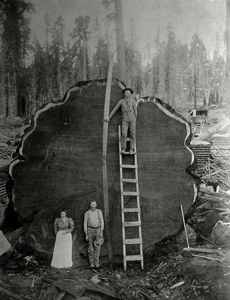 Lumberjacks_02